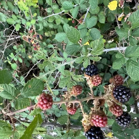 Borbardha Dhe 7 Xhuxhat *