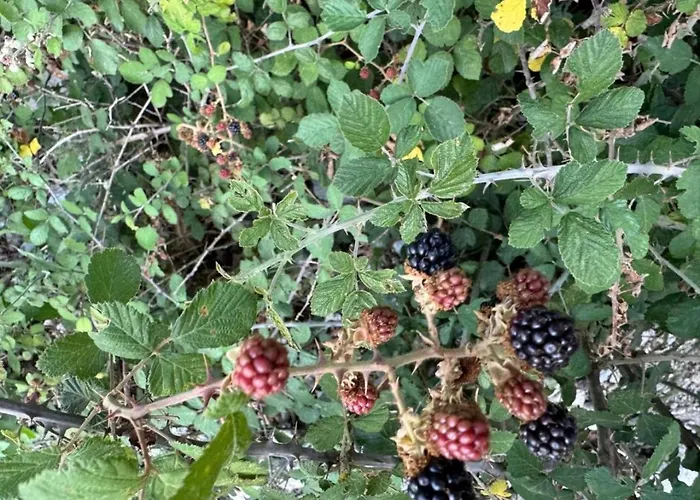 Borbardha Dhe 7 Xhuxhat *